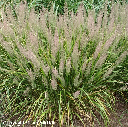 Timanttikastikka, diamantgräs, Calamagrostis brachytricha